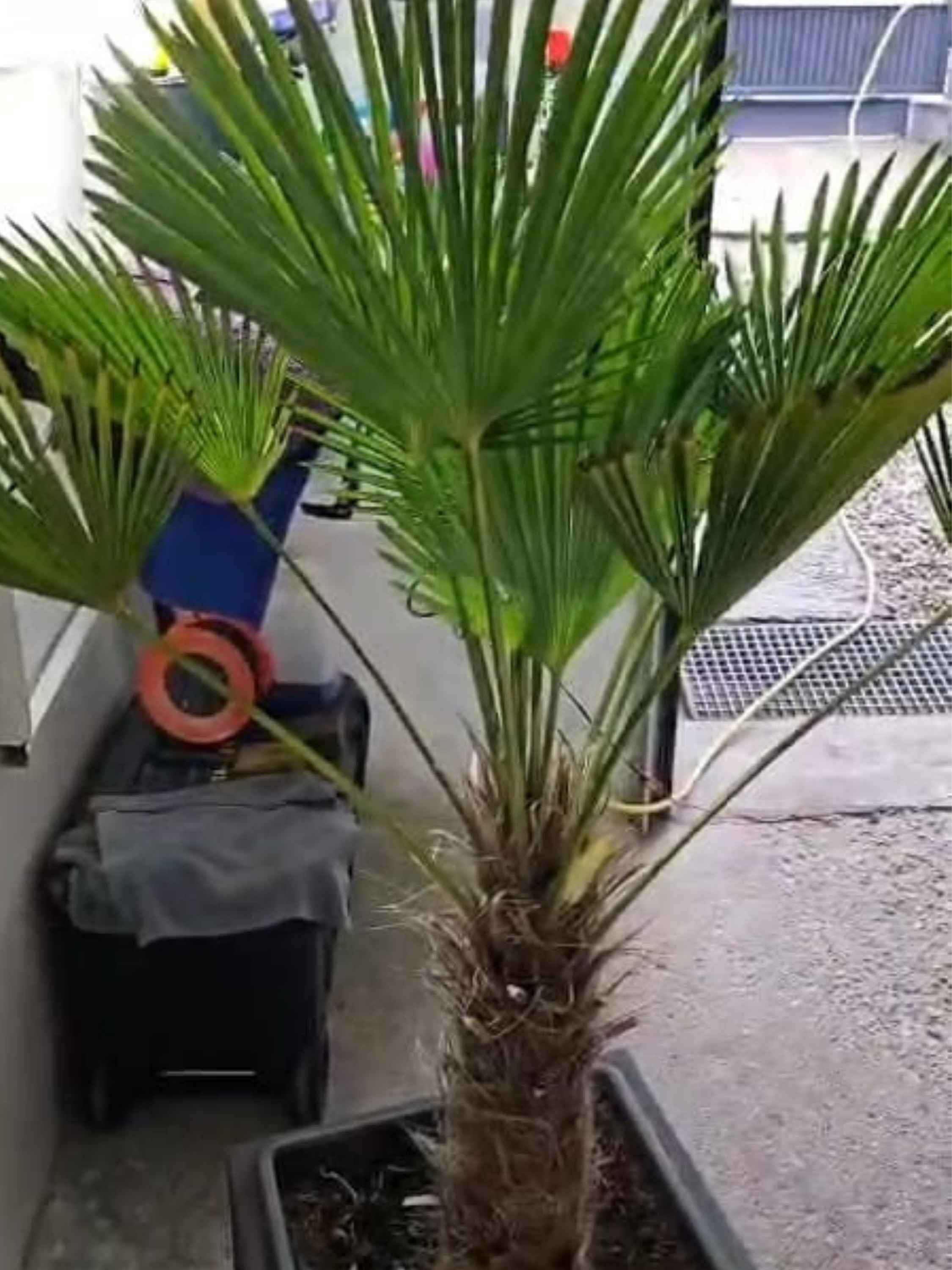 trachycarpus wagnerianus zimovany pri +15 stupnov celzia